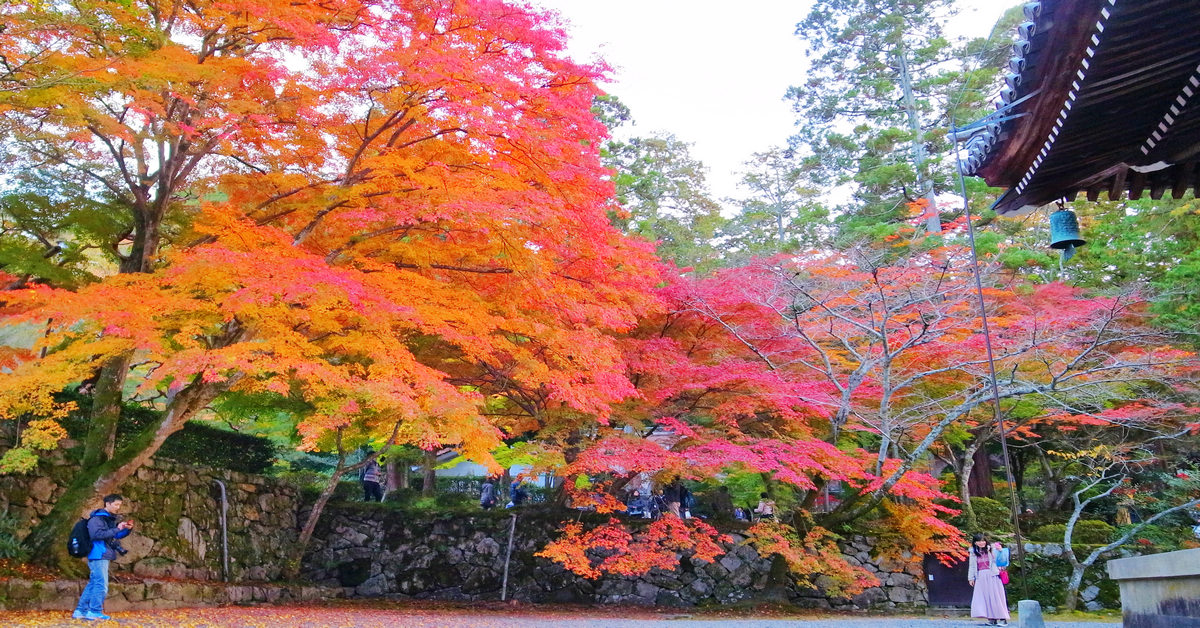 台中和平｜福壽山農場最迷人的楓紅時刻
