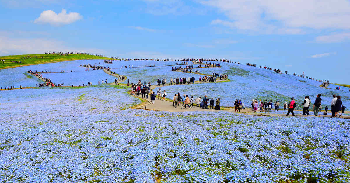 茨城国営ひたち海浜公園｜四月限定，開滿整片山坡的夢幻藍色粉蝶花海(琉璃唐草)