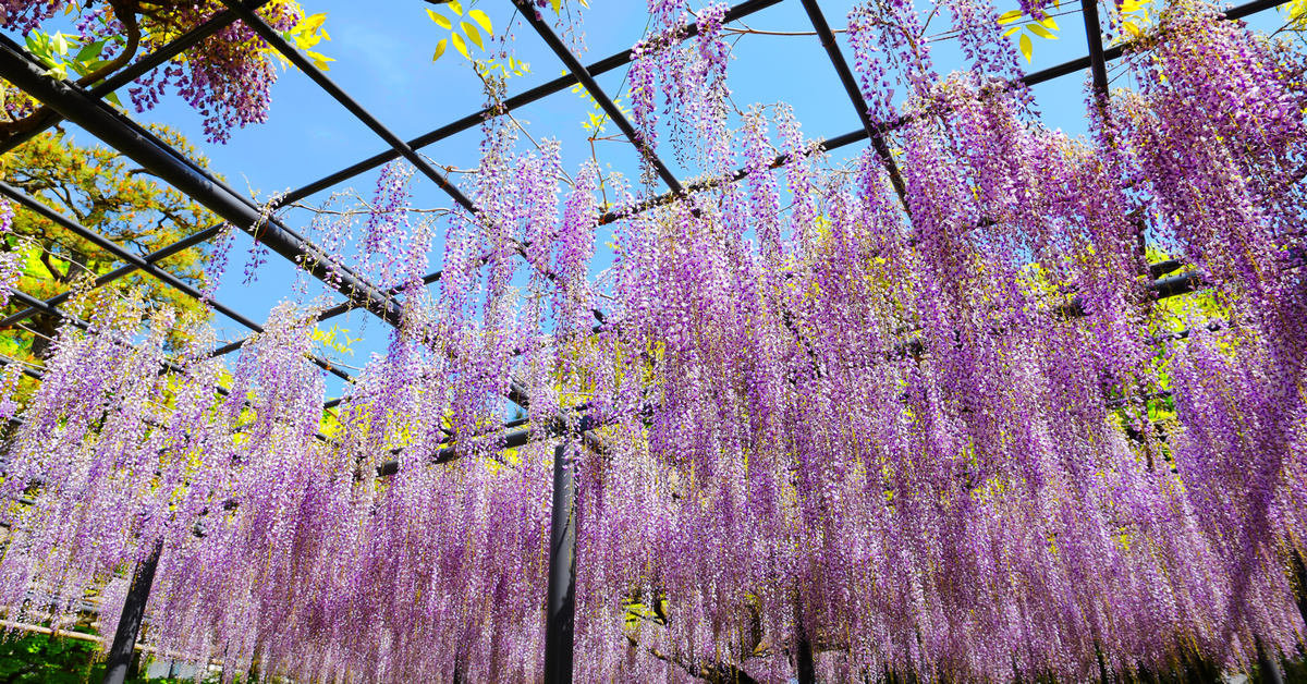 京都自由行｜宇治 平等院！春季限定的四月紫藤花瀑，紫色夢幻迷人萬千