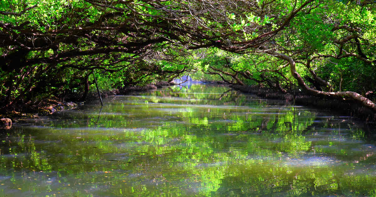 台南安南區｜竹筏港四草水上綠色隧道，台版迷你型的亞馬遜河，一窺如夢幻般的綠色之眼和天使之吻