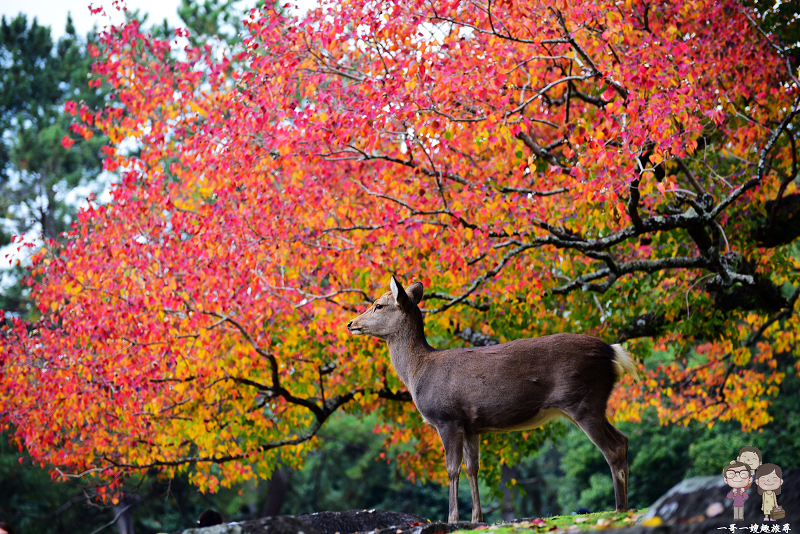 奈良賞櫻｜紅葉與小鹿們的相遇，正在奈良公園天天上映中