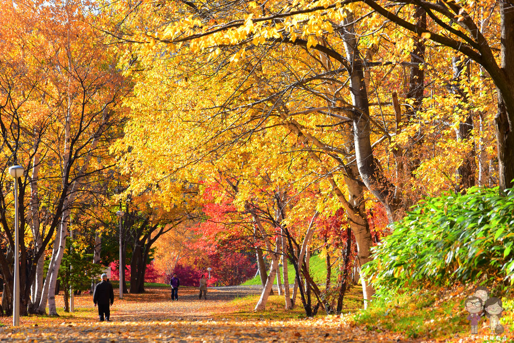 北海道札幌｜札幌冬奧主會場「真駒內公園」，秋日化身為迷人景色的紅葉景點