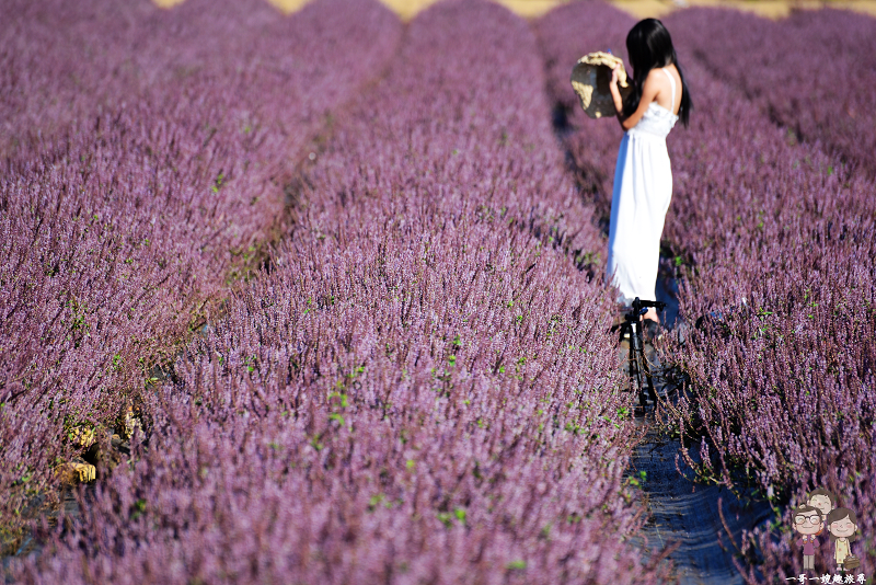 桃園花彩節楊梅場｜夢幻紫的仙草花海，宛如置身在南法普羅旺斯般的浪漫