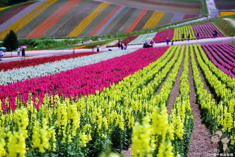 夏日北海道｜彩色的花花世界．四季彩の丘