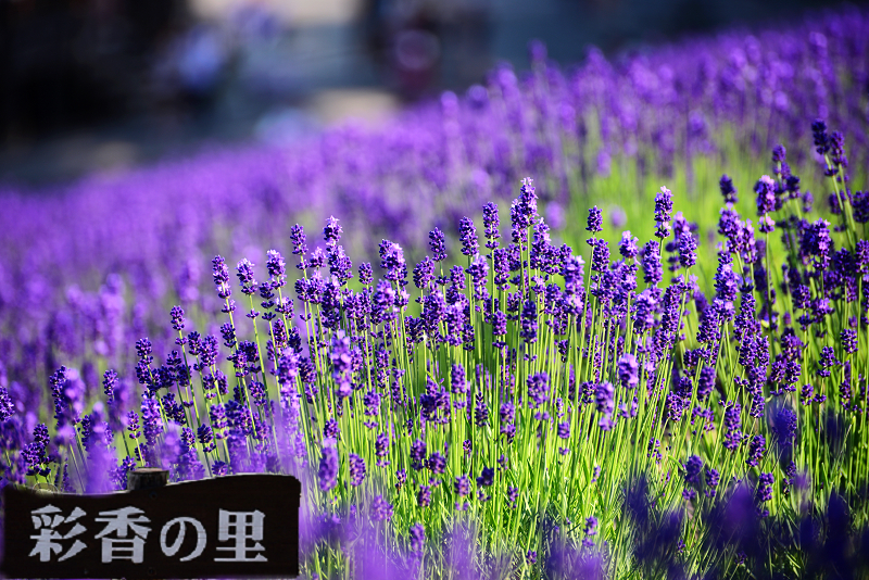 北海道自駕遊｜中富良野薰衣草農場之遊客少少的彩香の里