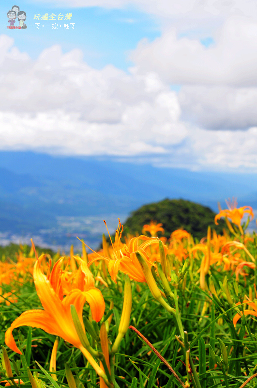花蓮富里季節限定美景｜花季前的六十石山
