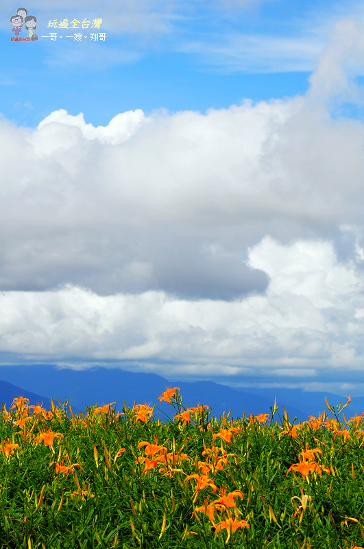 花蓮富里季節限定美景｜花季前的六十石山