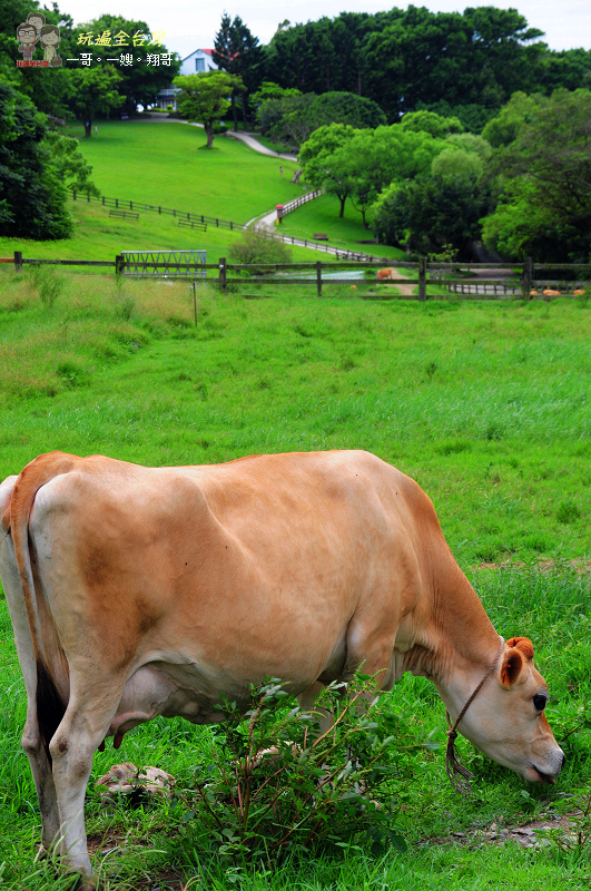 苗栗通霄景點｜飛牛牧場，宛如瑞士版的草原風情
