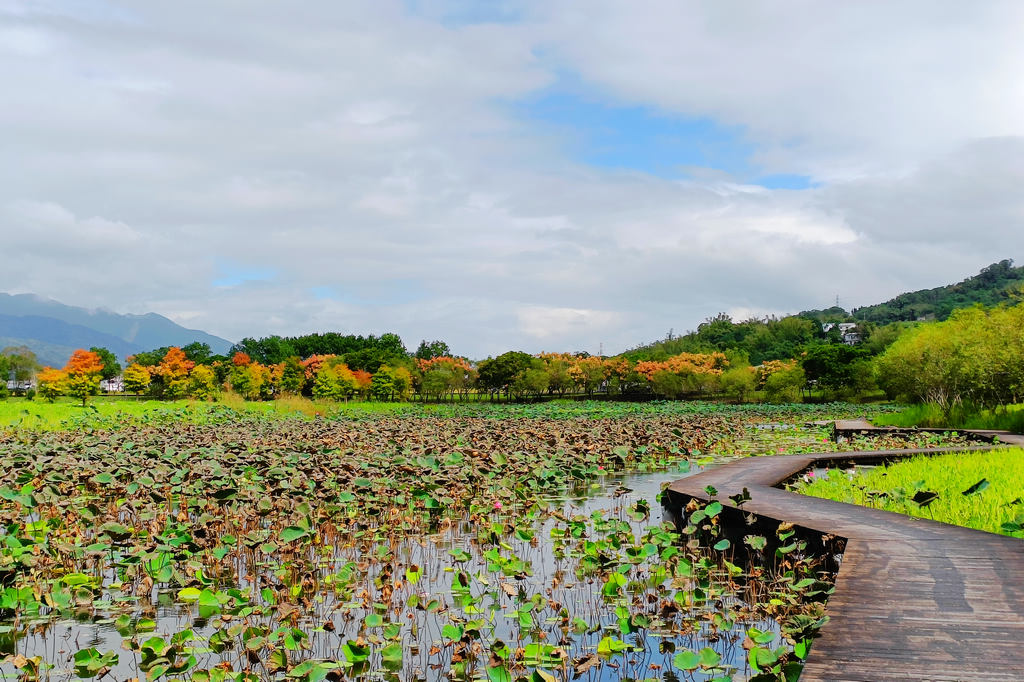 台東池上必遊景點｜秋日的大坡池，有豐富的濕地生態．還有迷人萬千的秋日景緻