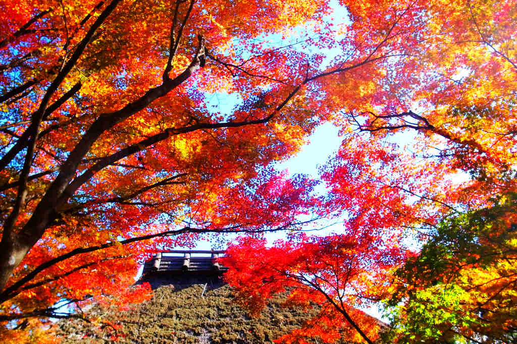 台中和平｜福壽山農場最迷人的楓紅時刻