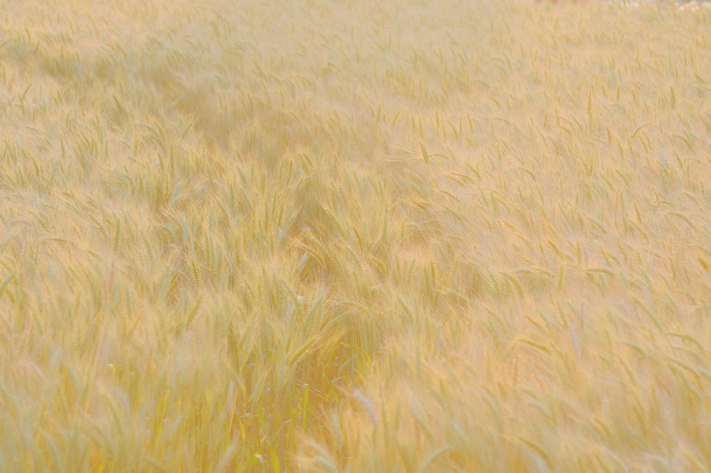 台中大雅小麥產業文化節｜三月限定～麥田熟了，金黃的麥浪也來襲了