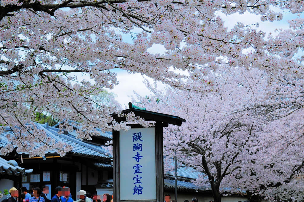 京都賞櫻｜世界文化遺產．醍醐寺，滿開的枝垂櫻有如下雪般的浪漫