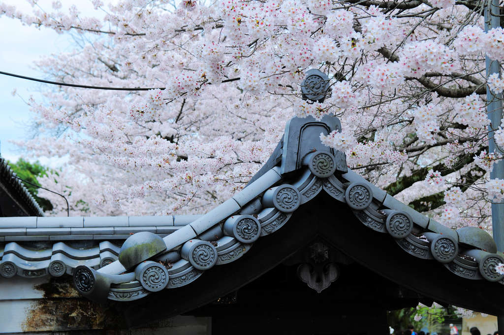 京都賞櫻｜世界文化遺產．醍醐寺，滿開的枝垂櫻有如下雪般的浪漫