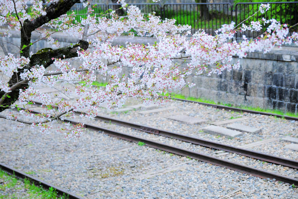 京都賞櫻｜春日限定．櫻花與蹴上傾斜鐵道和岡崎疏水的浪漫邂逅
