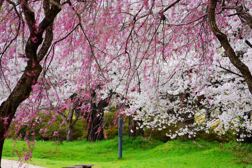 櫻花百選 ｜日本東北～岩手縣北上展勝地，鋪天蓋地而來的花開盛宴，櫻花隧道下的極致浪漫