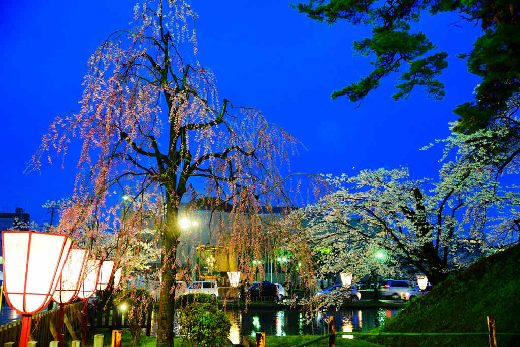 日本東北青森賞櫻｜夜櫻模糊月朦朧，賞櫻名所～弘前公園，在雨中