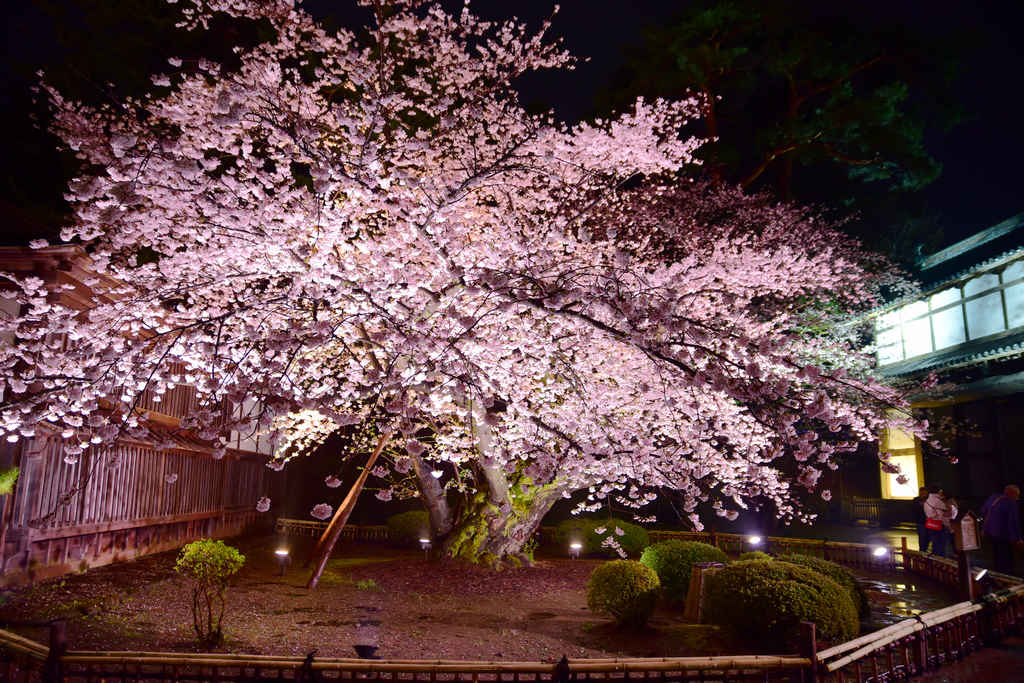日本東北青森賞櫻｜夜櫻模糊月朦朧，賞櫻名所～弘前公園，在雨中