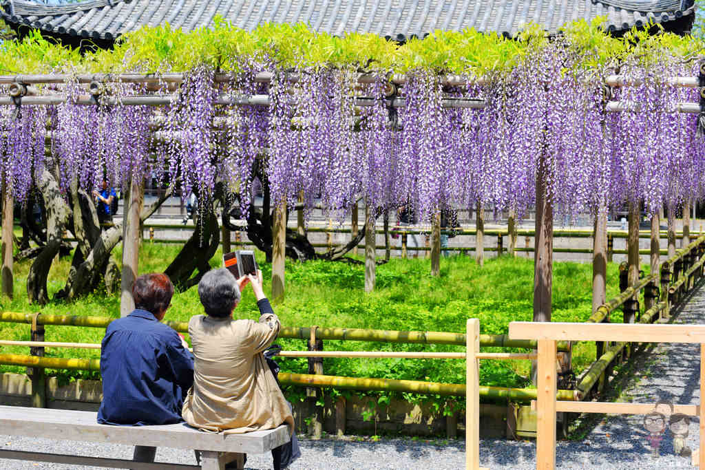 京都宇治 平等院｜春季限定的四月紫藤花瀑，紫色夢幻迷人萬千