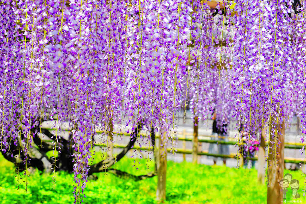 京都宇治 平等院｜春季限定的四月紫藤花瀑，紫色夢幻迷人萬千