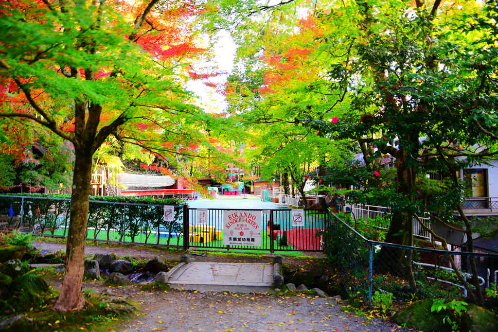 京都賞楓｜黃昏時刻的永觀堂迷人依舊，簷下的楓景，金黃又燦爛