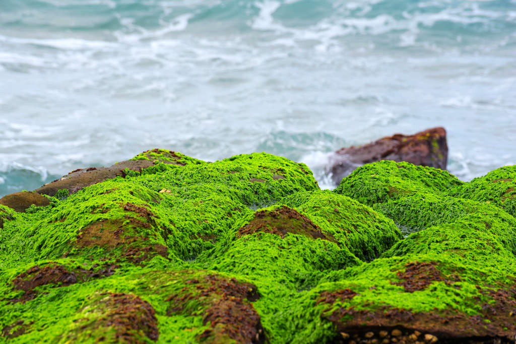 新北石門｜老梅石槽~海岸邊的綠寶石．一期一會，四月限定的景點