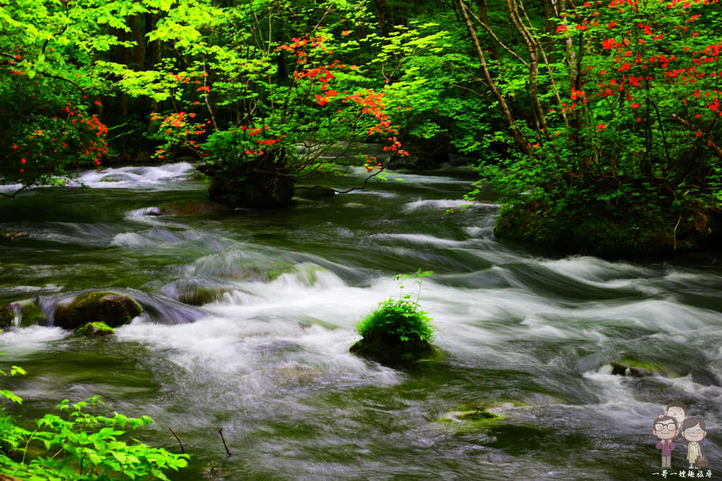 日本東北青森必遊景點｜自駕輕鬆遊「奧入瀨溪流」，新綠時節的景緻一整個超舒心