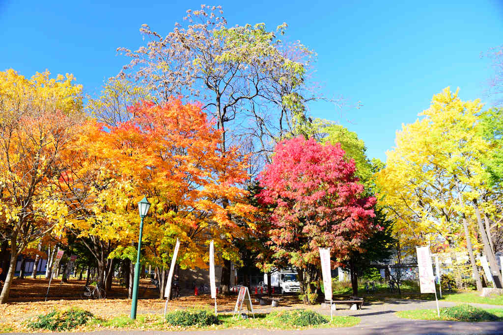 北海道札幌｜秋天必訪的北海道大學，賞一片金黃的銀杏與楓紅滿天的燦爛