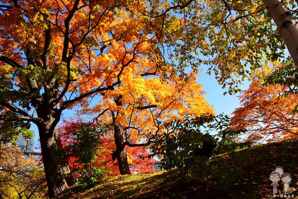 北海道札幌｜秋日必訪的中島公園，五顏六色的風景，精采絕倫