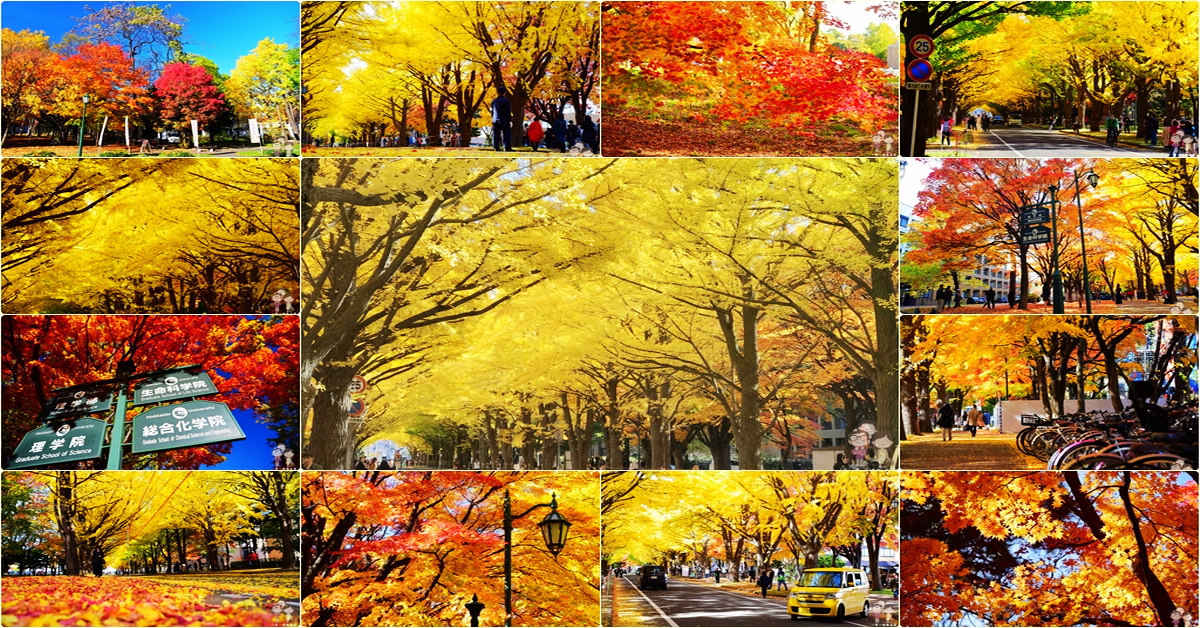 北海道札幌｜秋天必訪的北海道大學，賞一片金黃的銀杏與楓紅滿天的燦爛