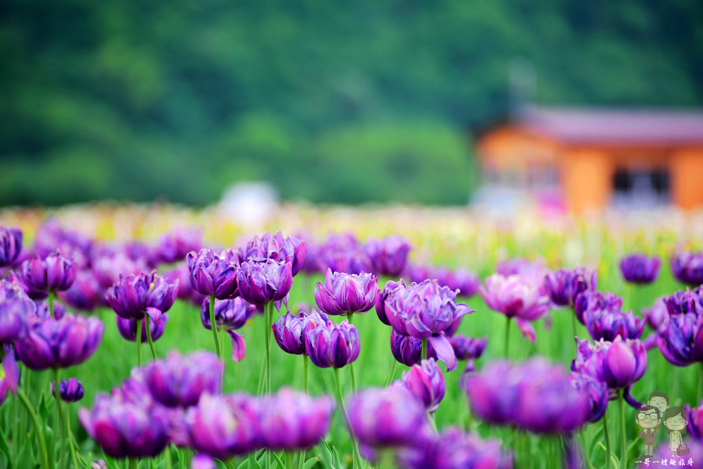 北海道道東紋別自駕｜上湧別鬱金香公園～五月限定的必遊景點