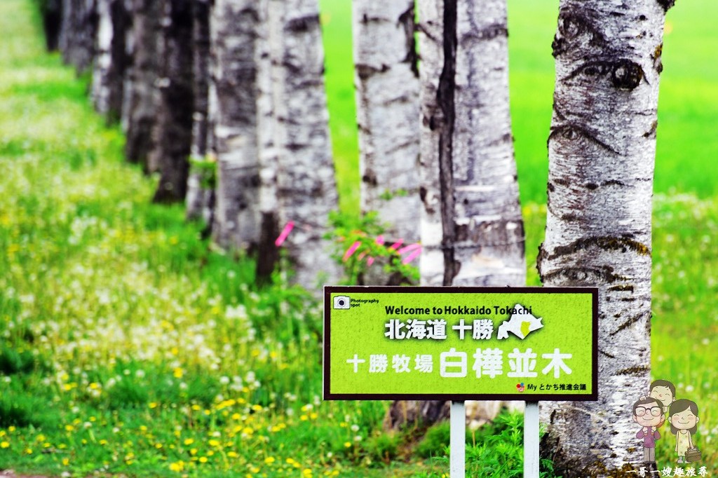 北海道道東自駕｜擁有絕美景緻的森林中博物館．帶広景點～六花之森．六花亭