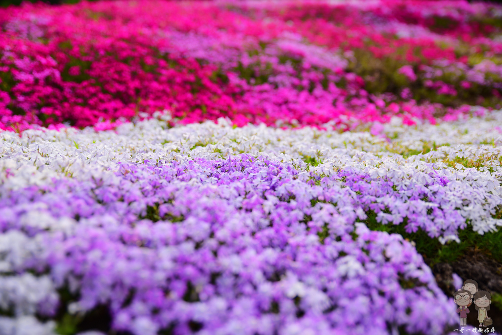 北海道倶知安｜羊蹄山．芝櫻．油菜花！渾然天成的美景，盡在三島先生の芝櫻庭園
