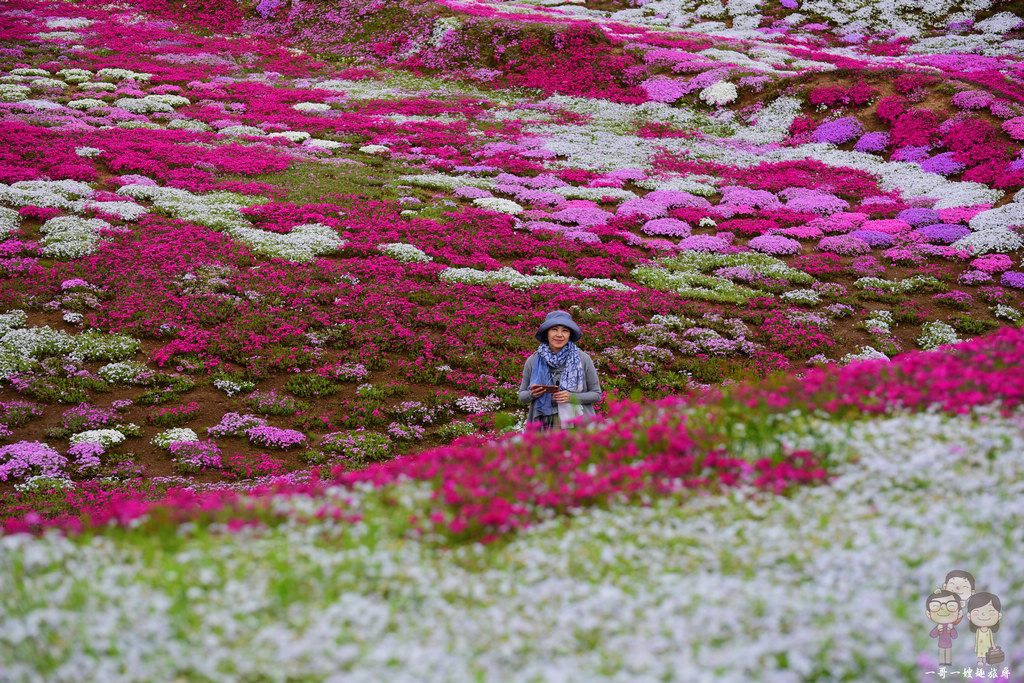 北海道倶知安｜羊蹄山．芝櫻．油菜花！渾然天成的美景，盡在三島先生の芝櫻庭園