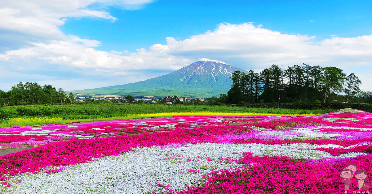 北海道倶知安 羊蹄山 芝櫻 油菜花 渾然天成的美景 盡在三島先生の芝櫻庭園 一哥一嫂趣旅尋