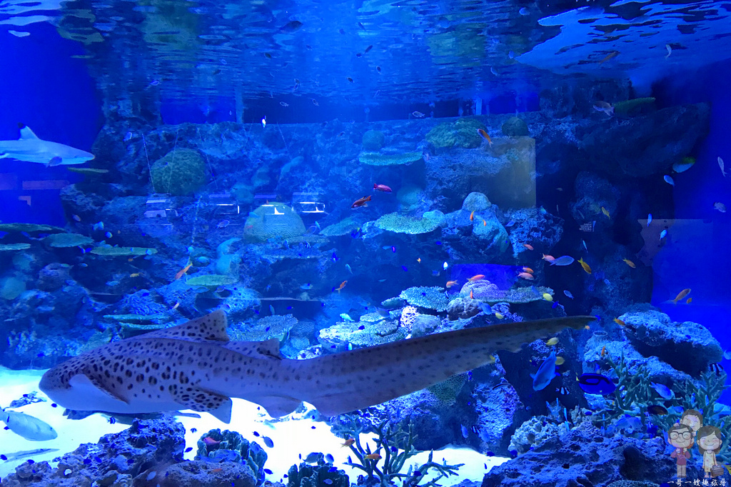 東京景點｜MAXELL AQUA PARK SHINAGAWA／品川室內水族館，值得一看聲光俱佳＋水舞表演的海豚秀