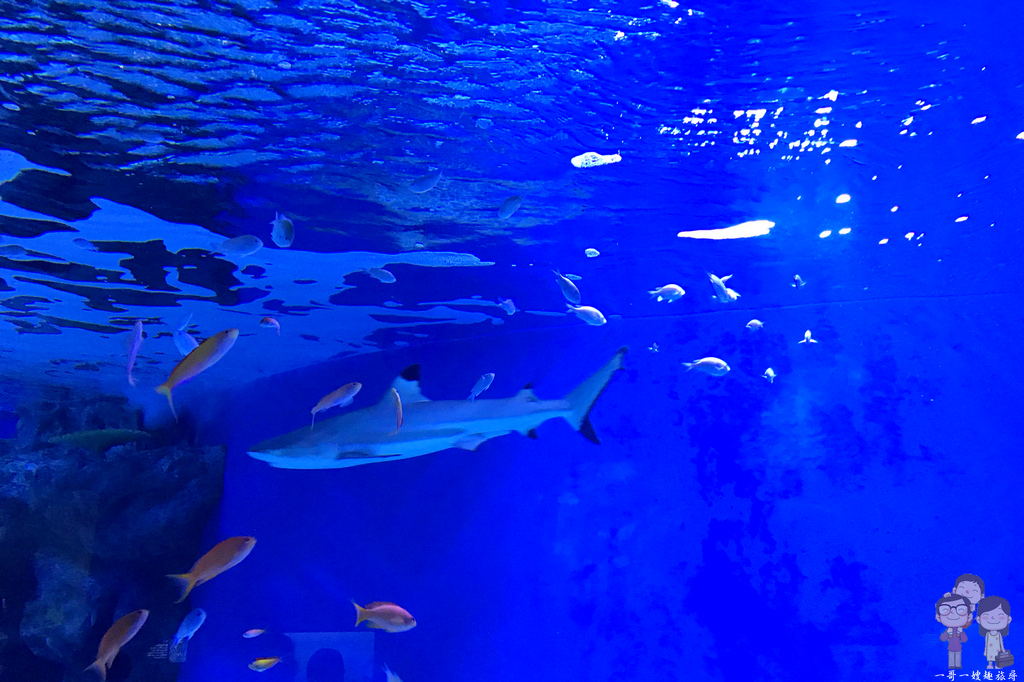 東京景點｜MAXELL AQUA PARK SHINAGAWA／品川室內水族館，值得一看聲光俱佳＋水舞表演的海豚秀