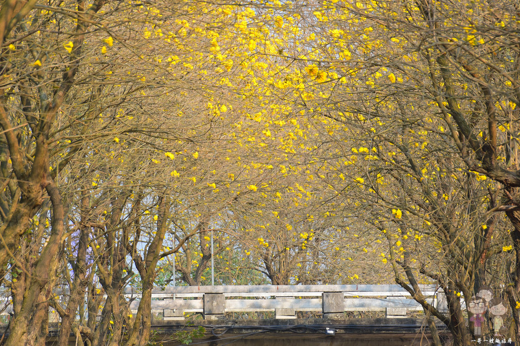 嘉義六腳｜全台最美又最長的苦楝樹綠色隧道，過了綠色隧道，還有繁花盛開的朴子溪畔黃金風鈴木