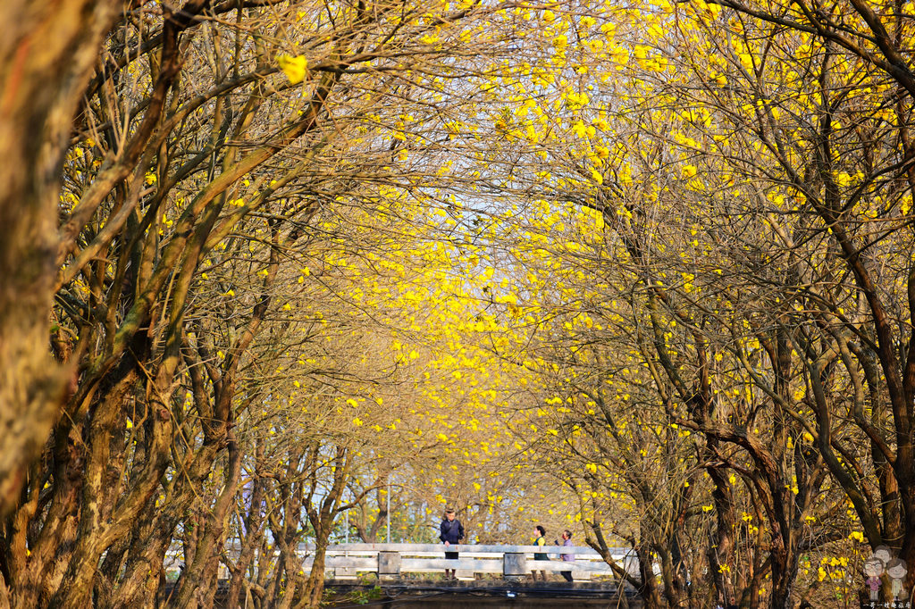 嘉義六腳｜全台最美又最長的苦楝樹綠色隧道，過了綠色隧道，還有繁花盛開的朴子溪畔黃金風鈴木