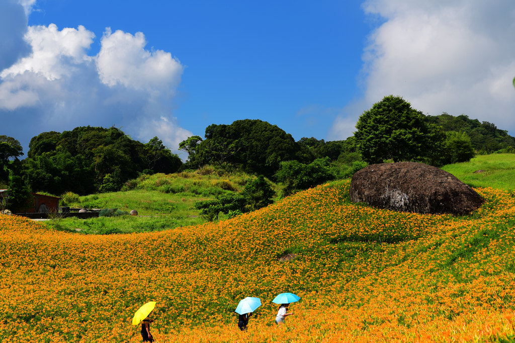 花蓮玉里｜赤柯山金針花之旅－藍天下的三顆巨石區，花開的好美好好看