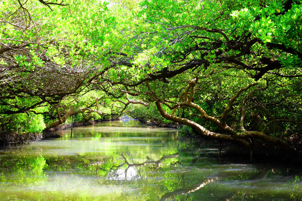 台南安南區｜竹筏港四草水上綠色隧道，台版迷你型的亞馬遜河，一窺如夢幻般的綠色之眼和天使之吻