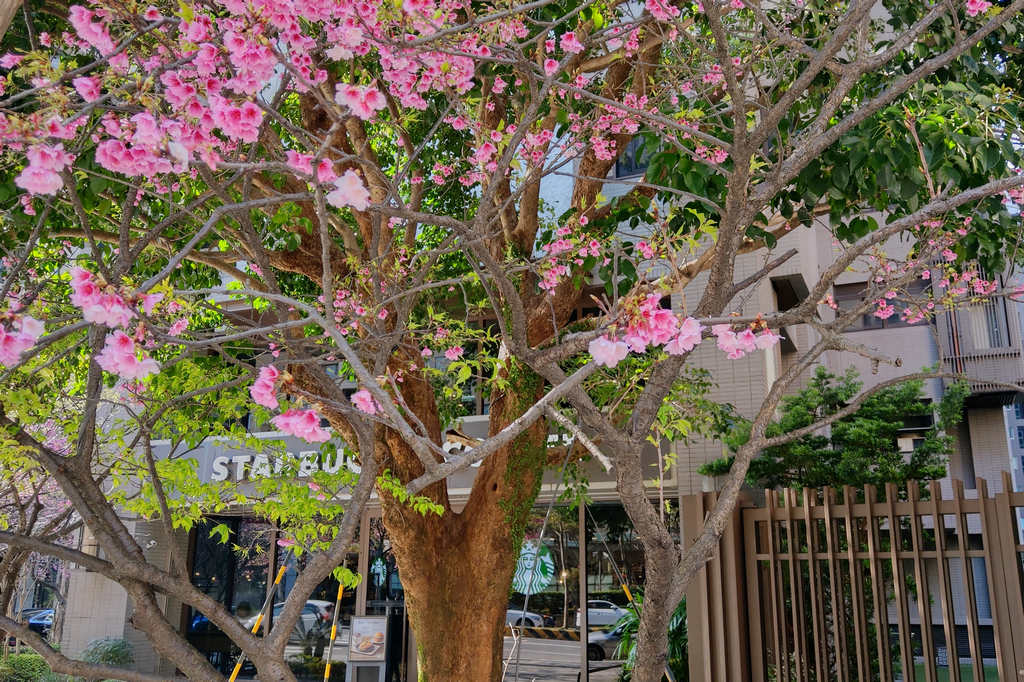台灣特色星巴克｜STARBUCKS 林口文化三門市，2月櫻花盛開時的季節限定特色門市