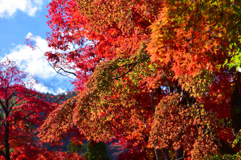京都賞楓｜嵐山 寶嚴院！秋日限定の特別拝観，回游式庭園設計的「獅子吼の庭」，有漫天飛舞的炫麗紅葉