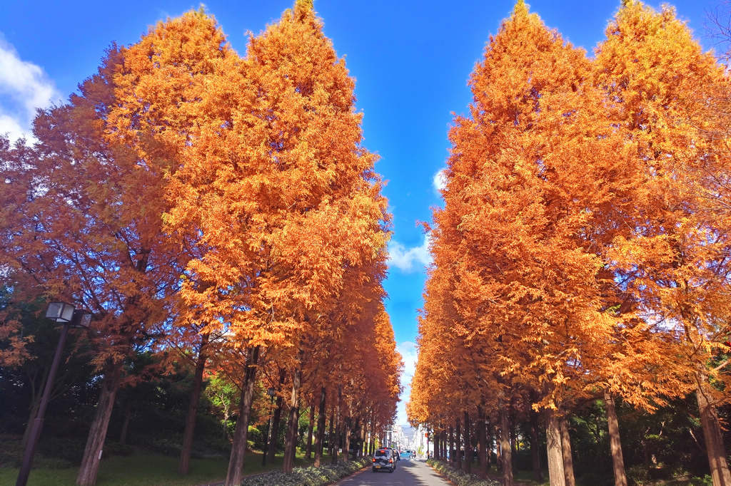 另一種的京都紅葉風情｜Google地圖上找不到的紅葉祕密景點，令人賞心悅目の春日通メタセコイア（水杉）並木
