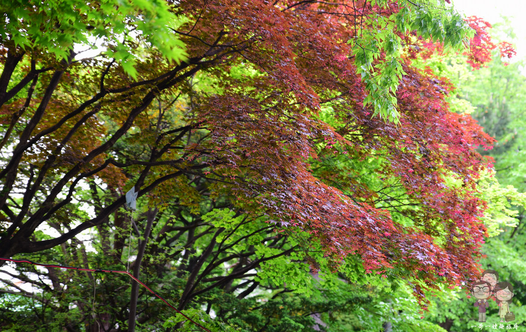 北海道札幌｜中島公園的新綠之際，景色一樣迷人