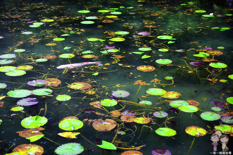 岐阜景點｜下著雨的莫內之池，雖然只是一座池塘，但別有一番風味