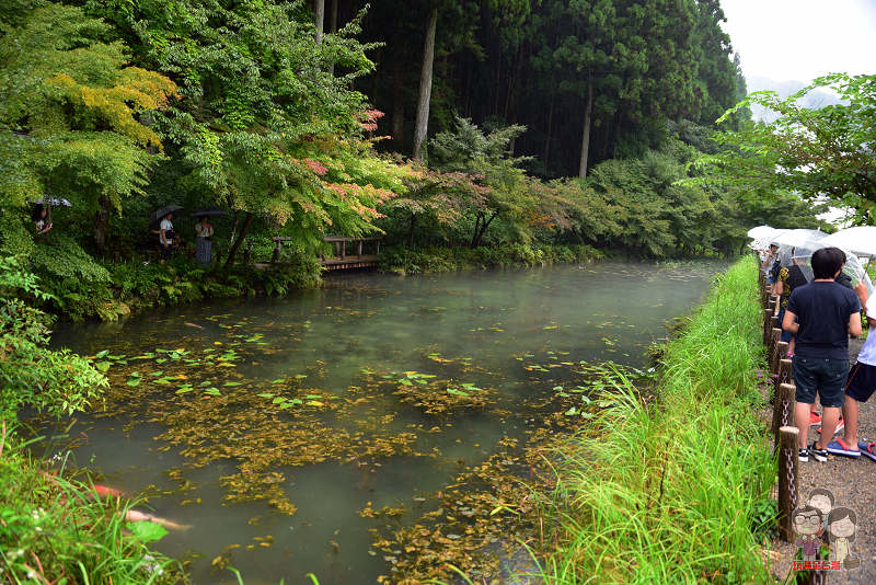 岐阜景點｜下著雨的莫內之池，雖然只是一座池塘，但別有一番風味
