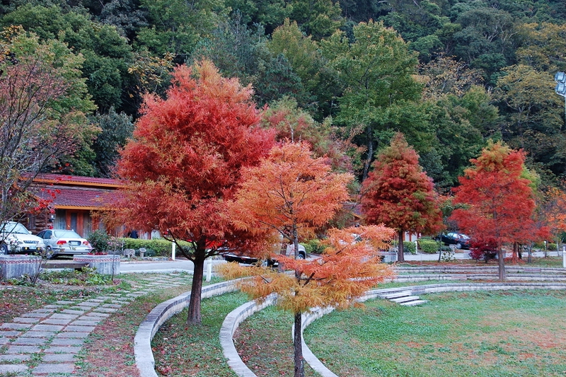 秋的武陵｜楓林仙境的美景農場