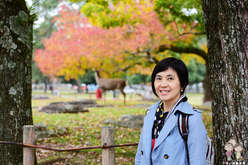 奈良賞楓｜紅葉與小鹿們的幸福相遇，正在奈良公園上映中