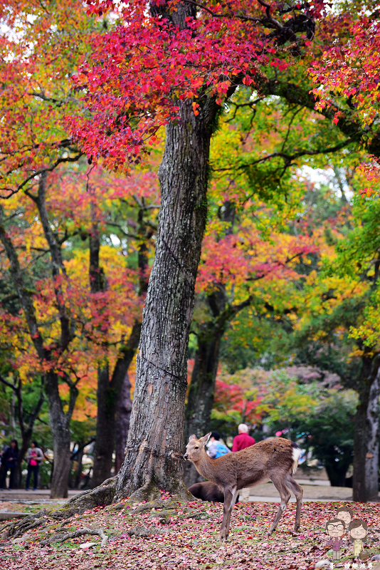 奈良賞楓｜紅葉與小鹿們的幸福相遇，正在奈良公園上映中