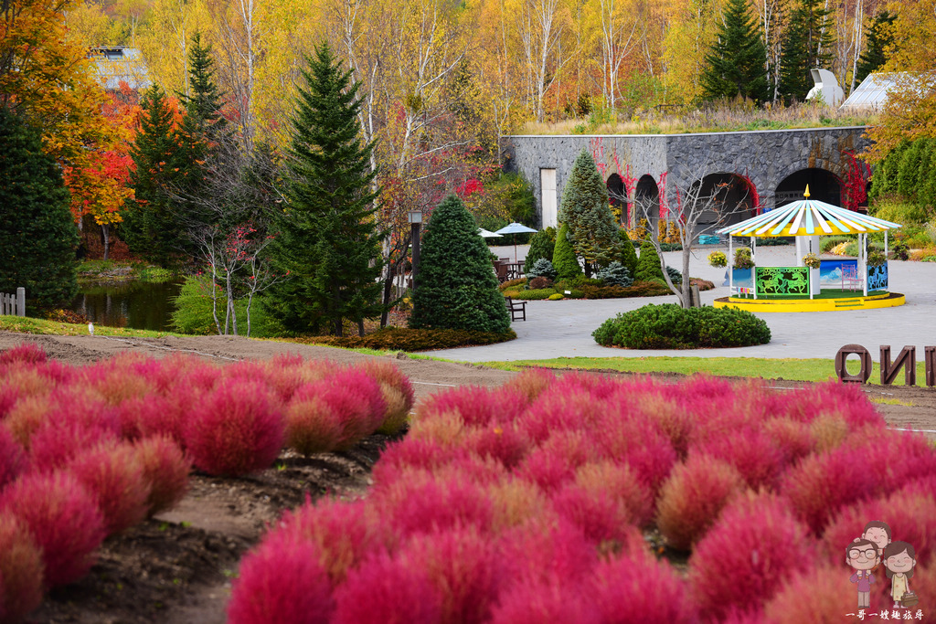 札幌賞楓景點｜國營瀧野鈴蘭丘陵公園的秋色超迷人，還有可愛又紅通通的紅色掃帚草熱情綻放